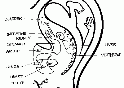 eardiagram.248192929_large