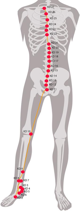 Kidney Meridian Chart