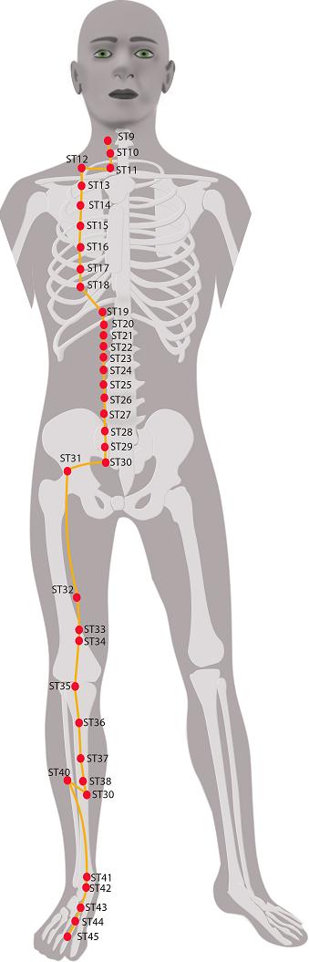 Stomach Meridian Chart